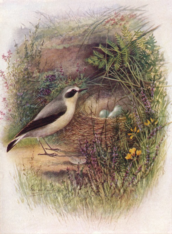 'Wheatear - Saxic'ola oenan'the', c1910, (1910). Artist: George James Rankin.