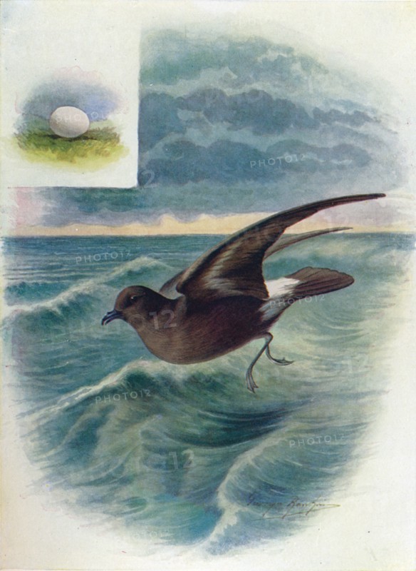 'Storm Petrel - Procellar'ia pela'gica', c1910, (1910). Artist: George James Rankin.