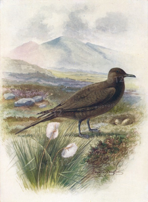 'Arctic or Richardson's Skua - Stercorarius crepida'lus', c1910, (1910). Artist: George James Rankin.