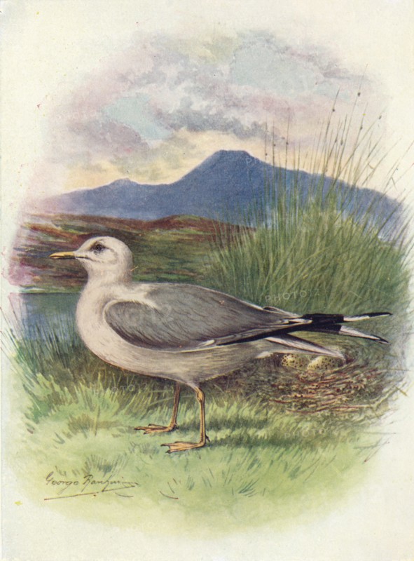 'Common Gull - Lar'us can'us', c1910, (1910). Artist: George James Rankin.