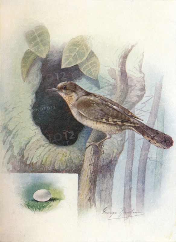'Wryneck - I'ynx torquil'la', c1910, (1910). Artist: George James Rankin.