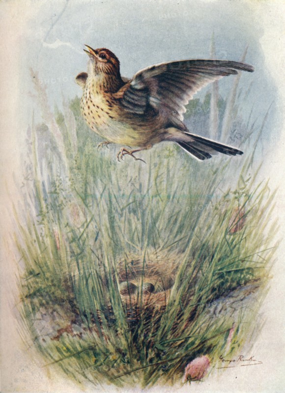 'Skylark - Alau'da arven'sis', c1910, (1910). Artist: George James Rankin.