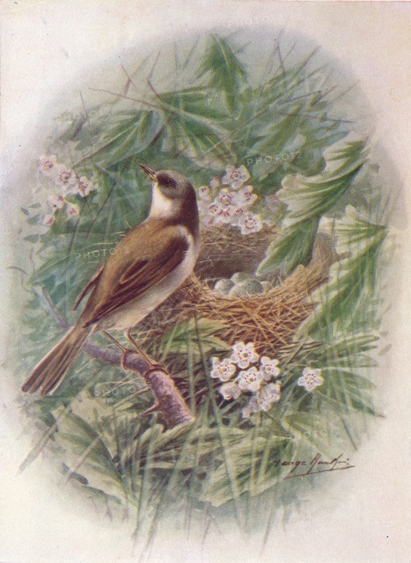 'Whitethroat - Syl'via cine'rea', c1910, (1910). Artist: George James Rankin.