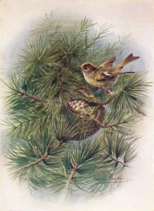 'Goldcrest - Reg'ulus crista'tus', c1910, (1910). Artist: George James Rankin.