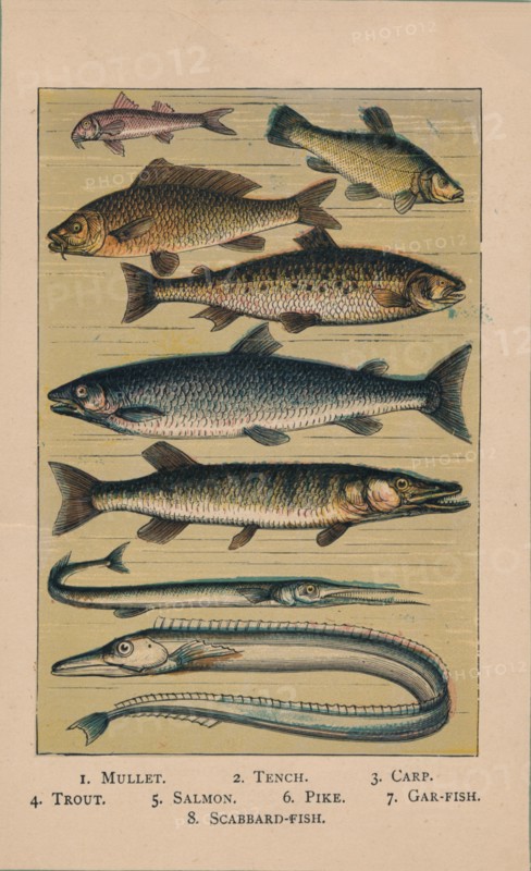 'Fish', 1907, (1907). Artist: Unknown.