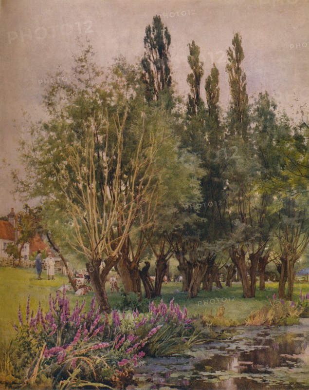 'Purple Loosestrife', c1891. Artist: Alfred William Parsons.