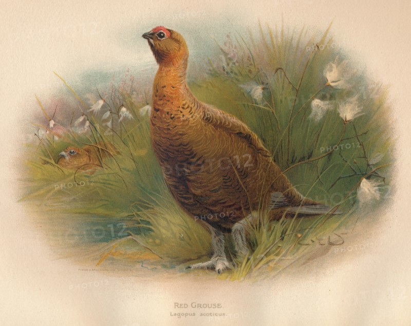 'Red Grouse (Lagopus scoticus)', 1900, (1900). Artist: Charles Whymper.