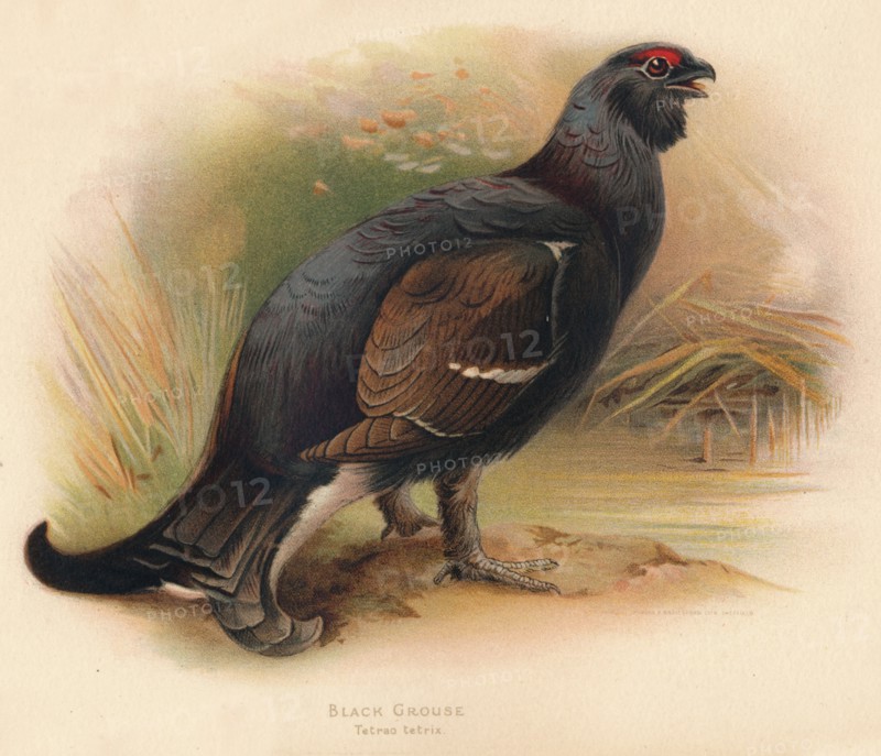 'Black Grouse (Tetrau tetrix)', 1900, (1900). Artist: Charles Whymper.