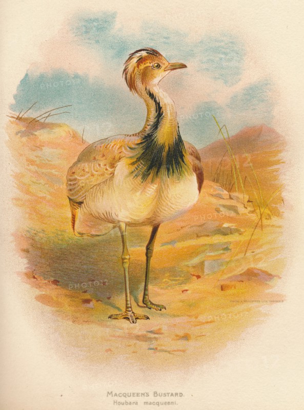 'Macqueen's Bustard (Houbara macqueeni)', 1900, (1900). Artist: Charles Whymper.