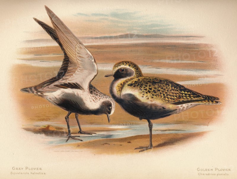 'Grey Plover (Squatarola helvetica), Golden Plover (Charadrius pluvialus)', 1900, (1900). Artist: Charles Whymper.