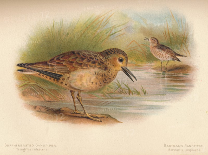 'Buff-Breasted Sandpiper (Tringites rufescns), Bartram's Sandpiper (Bartramia longicauda)', 1900, (1 Artist: Charles Whymper.
