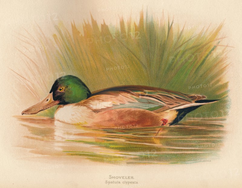 'Shoveler (Spatula clypeata)', 1900, (1900). Artist: Charles Whymper.
