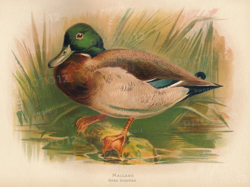 'Mallard (Anas boschas)', 1900, (1900). Artist: Charles Whymper.