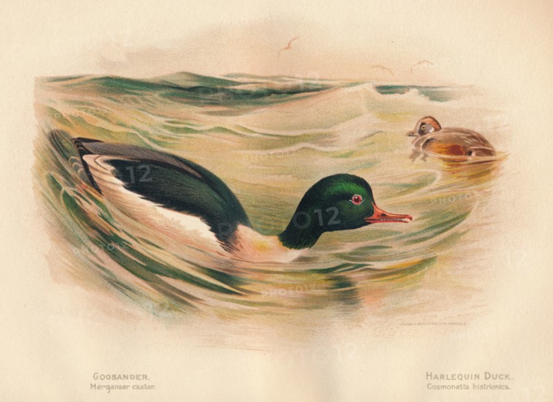 'Goosander (Merganser castor), Harlequin Duck (Cosmonetta histrionica)', 1900, (1900). Artist: Charles Whymper.