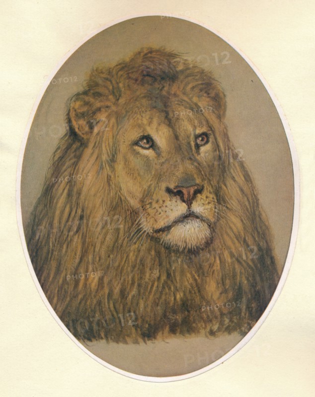 'Lion's Head', c1896. Artist: Frank Paton.