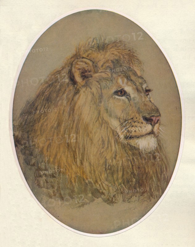 'Lion's Head', c1896. Artist: Frank Paton.