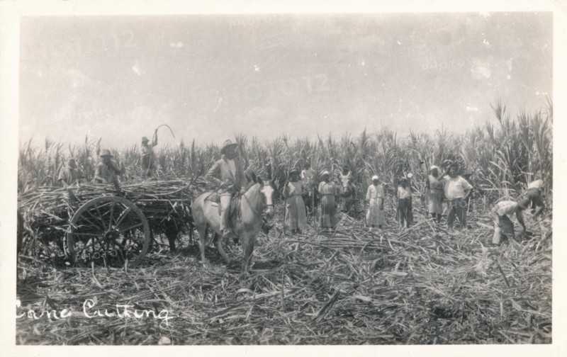 'Cane Cutting', c1930. Artist: Unknown.