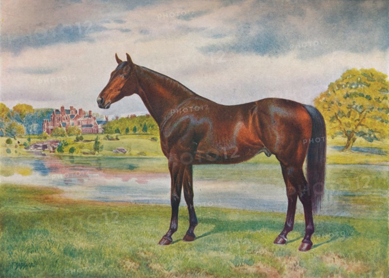 Persimmon, c1905 (c1910). Artist: Unknown.