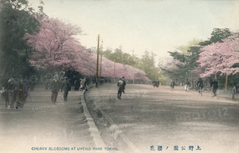 'Cherry Blossoms At Uyeno Park Tokyo', c1910. Artist: Unknown.