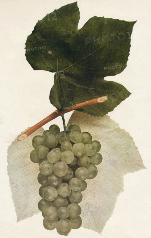 'Hidalgo', 1908.