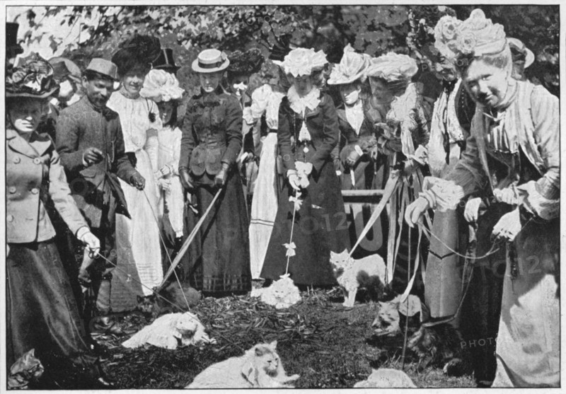 Judging cats at the Royal Botanic Gardens show, Kew, London, c1900 (1901). Artist: Unknown.