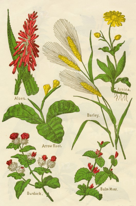 Flowers: Aloes, Arnica, Arrow Root, Barley, Balm Mint, Burdock, c1940.  Artist: Unknown.