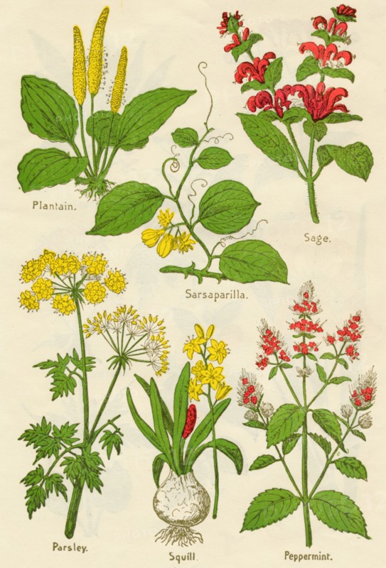 Flowers: Plantain, Sarsaparilla, Sage, Parsley, Squill, Peppermint, c1940. Artist: Unknown.