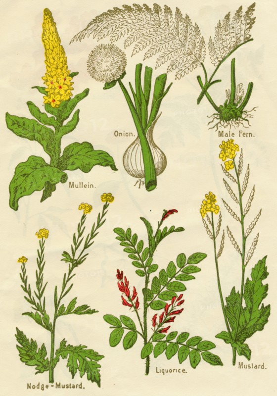 Flowers: Mullein, Onion, Male Fern, Nodge-Mustard, Liquorice, Mustard, c1940. Artist: Unknown.