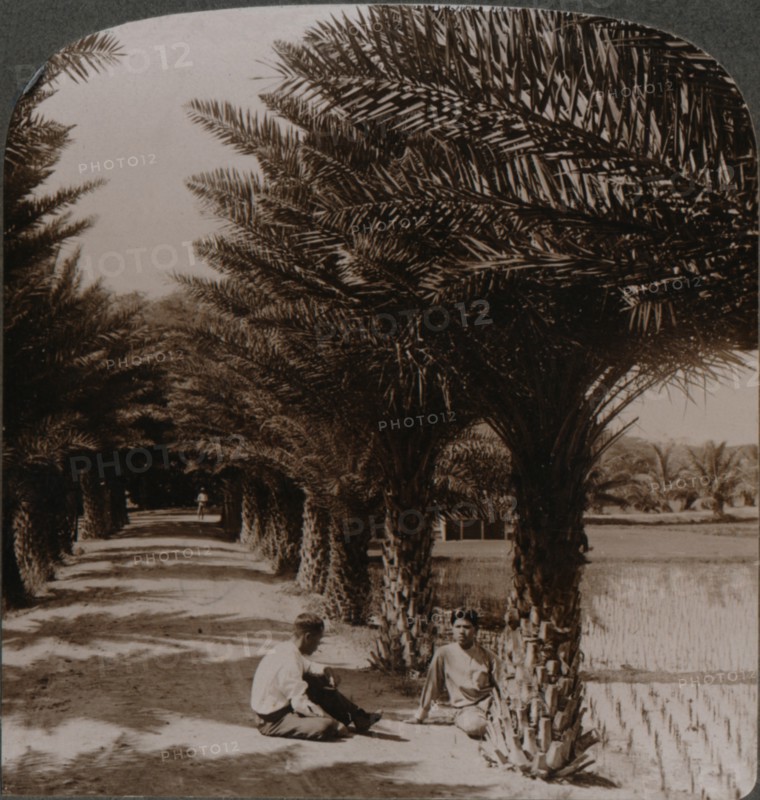 'Tropical beauty of an avenue of date palms, Moanalua near Honolulu, H. Is.' c1900. Artist: Unknown.