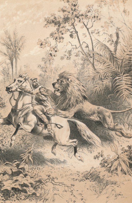 'African Traveller Attacked by A Lion', c1880. Artist: Unknown.