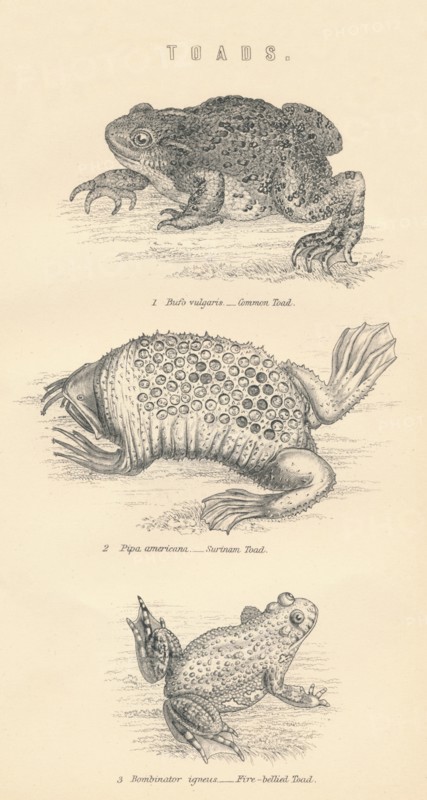 'Toads', 1885.  Artist: Unknown.