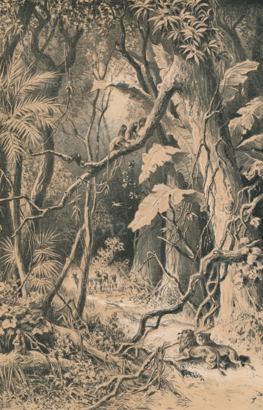 'A Forest in Central Africa', c1880. Artist: Unknown.