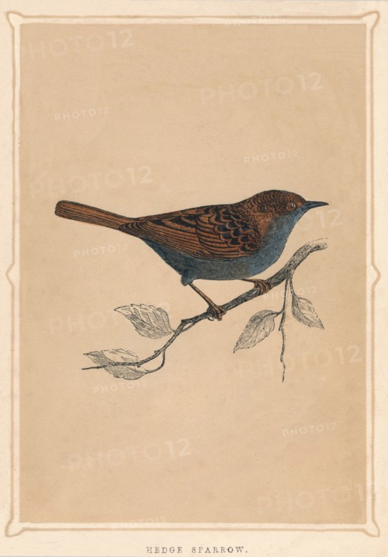 'Hedge Sparrow', (Prunella modularis), c1850, (1856). Artist: Unknown.