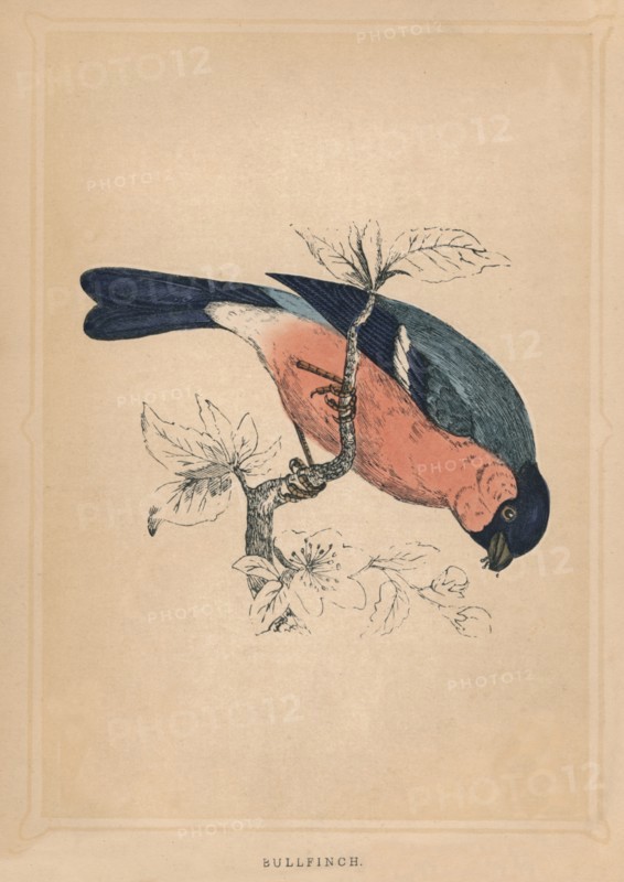 'Bullfinch', (Pyrrhula pyrrhula), c1850, (1856). Artist: Unknown.
