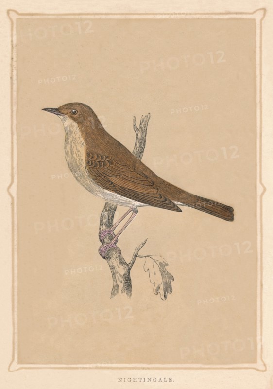 'Nightingale', (Luscinia megarhynchos), c1850, (1856). Artist: Unknown.
