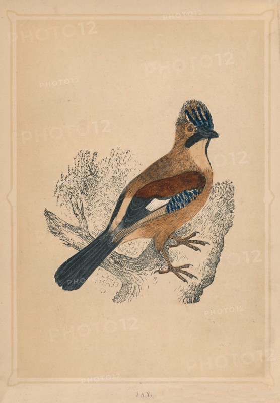 'Jay', (Garrulus glandarius), c1850, (1856). Artist: Unknown.