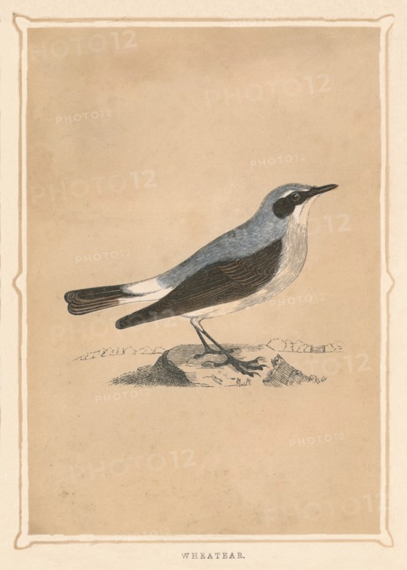 'Wheatear', (Oenanthe), c1850, (1856). Artist: Unknown.
