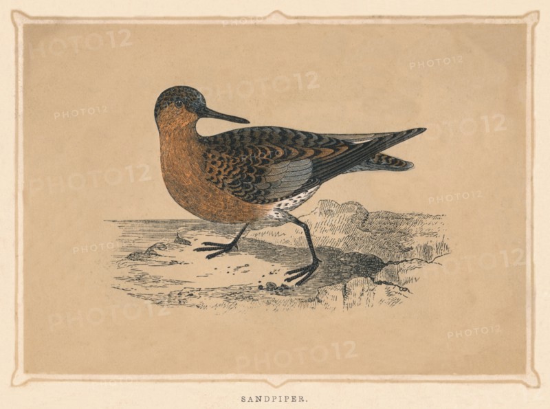 'Sandpiper', (Scolopacidae), c1850, (1856). Artist: Unknown.