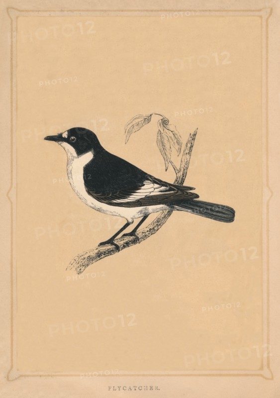 'Flycatcher', (Muscicapidae), c1850, (1856). Artist: Unknown.