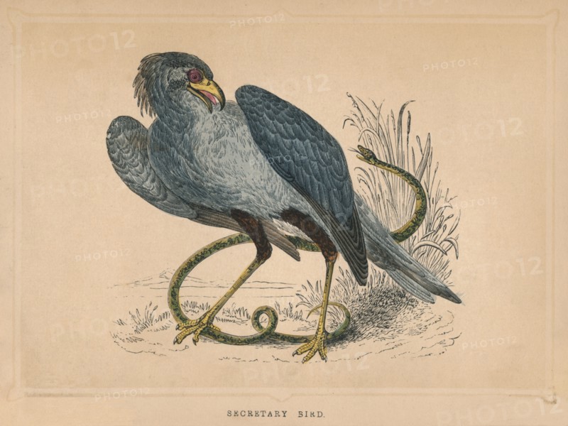 'Secretary Bird' (Sagittarius serpentarius), c1850, (1856). Artist: Unknown.