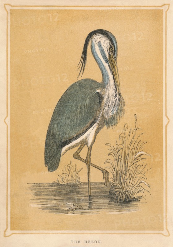 'The Heron', (Ardeidae), c1850, (1856). Artist: Unknown.