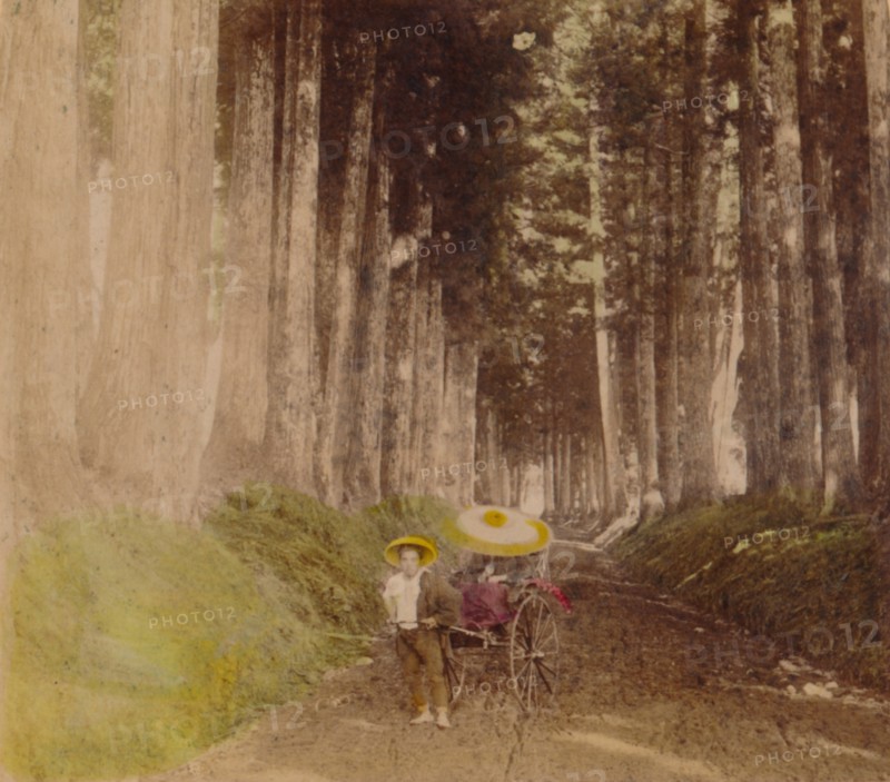 'Avenue of Cryptomerias, Nikko, Japan', 1896. Artist: Unknown.