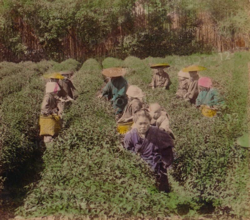 'Picking the famous Uji Tea near Tokyo, Japan', 1896. Artist: Unknown.