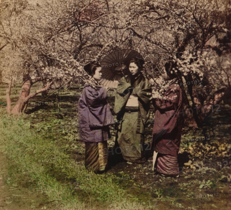 'Under the Plum Blossoms, Sugita, Japan', 1896. Artist: Unknown.