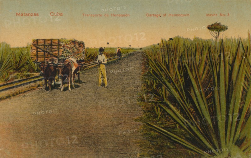 ''Transporting Henequen leaves, Matanzas - Cuba', Artist: Unknown.