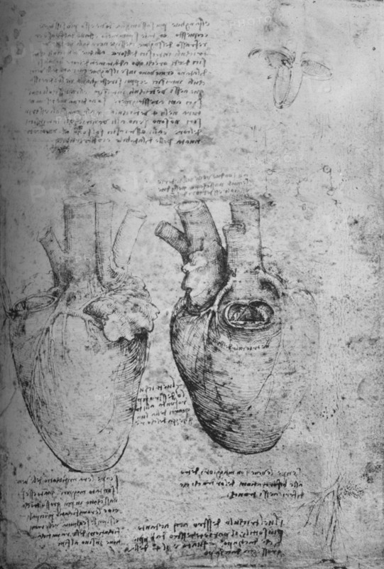 'Two Drawings of the Heart', c1480 (1945). Artist: Leonardo da Vinci.