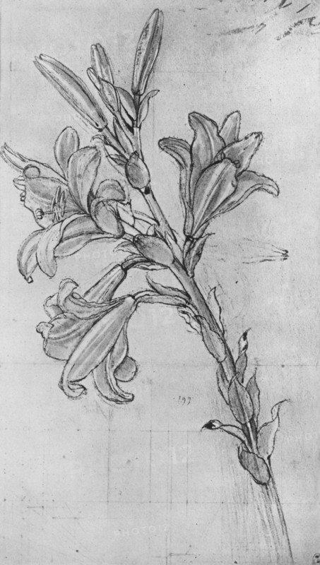 'A Lily', c1480 (1945). Artist: Leonardo da Vinci.