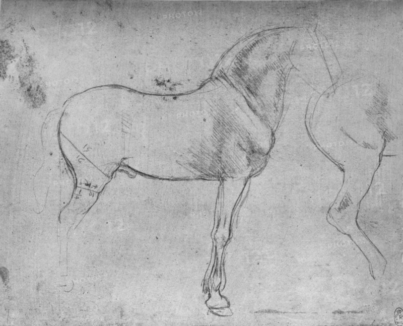 'A Horse in Profile to the Right and its Hind-Quarters', c1480 (1945). Artist: Leonardo da Vinci.
