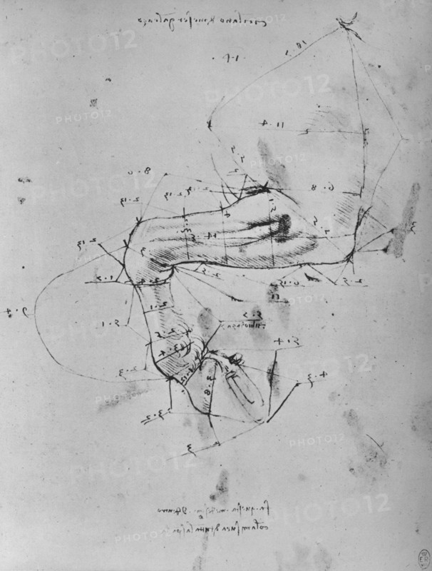 'Measured Drawing of the Near Fore-Leg of a Horse', c1480 (1945). Artist: Leonardo da Vinci.
