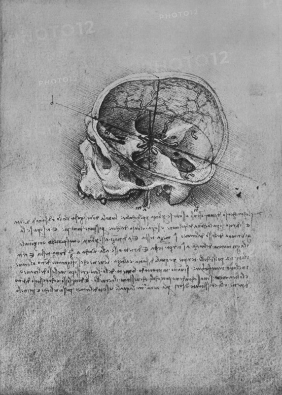 'Anatomical Drawing of a Skull to the Left', c1480 (1945). Artist: Leonardo da Vinci.